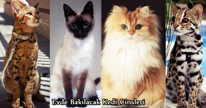 Evde Bakılacak Şirin Kedi Türleri